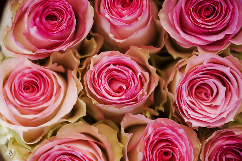 无人,横图,俯视,室内,特写,白天,爱情,幸福,纯洁,热情,玫瑰,许多,阴影,盛开,反射,影子,玫瑰花,很多,浪漫,花蕾,花,花瓣,花朵,鲜花,粉色,花苞,花蕊,温暖,温馨,恩爱,和睦,感动,粉玫瑰,尊敬,天真,刺玫花,徘徊花,彩图,高角度拍摄,融洽