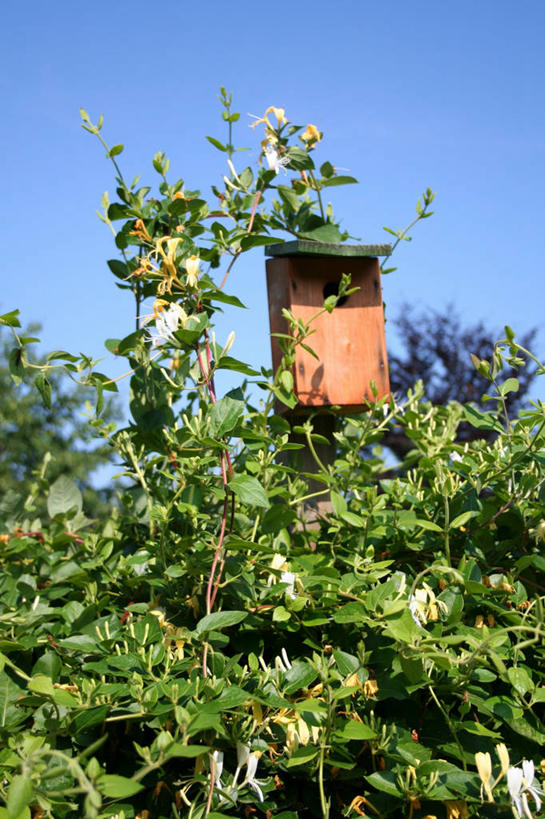 无人,竖图,室外,白天,正面,美景,阴影,光线,鸟巢,鸟窝,影子,景观,蓝色,蓝天,天空,阳光,自然,天,景色,晴朗,自然风光,万里无云,晴空,晴空万里,彩图