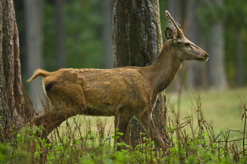 无人,站,横图,室外,白天,侧面,草地,草坪,美景,树林,植物,哺乳动物,鹿,野生动物,阴影,朦胧,模糊,光线,影子,景观,注视,草,树,树木,一只,绿色,阳光,自然,动物,观察,看,站着,景色,可爱,活泼,生长,成长,观看,察看,关注,自然风光,驼鹿,罕达犴,堪达犴,站立,彩图,全身