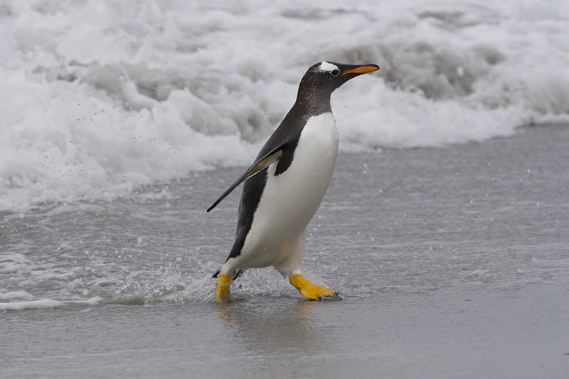 无人,走,横图,室外,白天,侧面,海浪,海洋,美景,沙滩,企鹅,野生动物,英国,欧洲,沙子,海岸,景观,浪花,沙地,注视,英格兰,一只,自然,海水,动物,观察,看,景色,可爱,活泼,观看,察看,西欧,关注,自然风光,大不列颠,海景,大不列颠及北爱尔兰联合王国,巴布亚企鹅,白眉企鹅,金图企鹅,英吉利,福克兰群岛,大海,风浪,海,海水的波动,海滩,近岸浪,涌浪,步行,走路,彩图,全身,大不列颠王国,大英帝国,联合王国,日不落帝国