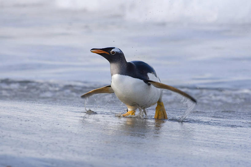 无人,走,横图,室外,白天,正面,海浪,海洋,美景,沙滩,企鹅,野生动物,英国,欧洲,阴影,光线,沙子,影子,海岸,景观,浪花,沙地,注视,英格兰,一只,阳光,自然,海水,动物,观察,看,景色,可爱,活泼,观看,察看,西欧,关注,自然风光,大不列颠,海景,大不列颠及北爱尔兰联合王国,巴布亚企鹅,白眉企鹅,金图企鹅,英吉利,福克兰群岛,大海,风浪,海,海水的波动,海滩,近岸浪,涌浪,步行,走路,彩图,全身,大不列颠王国,大英帝国,联合王国,日不落帝国