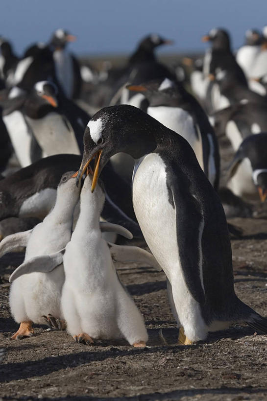 无人,家庭,站,吃,竖图,室外,白天,正面,美景,企鹅,野生动物,英国,欧洲,许多,阴影,朦胧,模糊,光线,影子,景观,很多,注视,英格兰,阳光,自然,动物,观察,看,站着,温暖,温馨,一家人,景色,可爱,喂,活泼,观看,和睦,察看,西欧,关注,自然风光,大不列颠,大不列颠及北爱尔兰联合王国,巴布亚企鹅,白眉企鹅,金图企鹅,英吉利,福克兰群岛,嚼,食,站立,半身,彩图,大不列颠王国,大英帝国,联合王国,日不落帝国,融洽