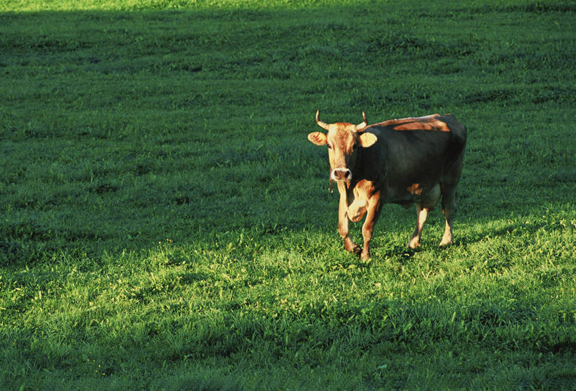 无人,站,横图,室外,白天,正面,草地,草坪,美景,植物,牛,野生动物,阴影,光线,影子,景观,注视,草,一只,绿色,阳光,自然,动物,观察,看,站着,景色,观看,察看,关注,自然风光,美洲野牛,凶猛,美洲草原野牛,美洲犎牛,美洲平原野牛,残暴,凶残,野牛,站立,彩图,全身