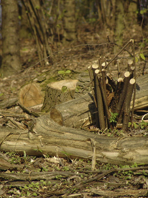 无人,竖图,室外,白天,正面,旅游,度假,美景,树林,植物,欧洲,克罗地亚,木材,景观,树桩,娱乐,木柴,树,树干,树木,绿色,自然,享受,休闲,木桩,景色,放松,木料,生长,成长,自然风光,首府,克罗地亚共和国,斯普利特,斯普利特.达尔马提亚县,彩图