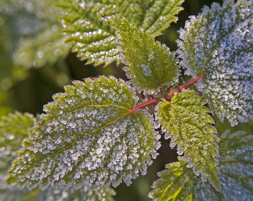无人,横图,俯视,室外,特写,白天,美景,植物,吊挂,悬挂,阴影,清澈,光线,影子,景观,草药,药草,挂,霜,中药,阳光,自然,景色,寒冷,冰冷,自然风光,药材,中草药,中药材,本草,严寒,冰凉,酷寒,凛冽,凛凛,极冷,刺荨麻,清亮,彩图,高角度拍摄