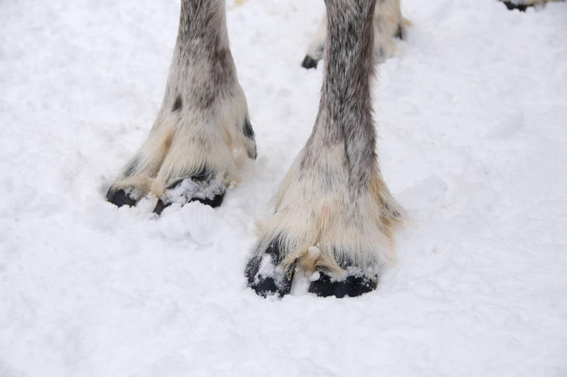 脚,脚趾,脚趾甲,无人,站,横图,俯视,室外,特写,白天,幸福,美景,雪,大雪,哺乳动物,鹿,野生动物,纹路,纹理,积雪,景观,雪景,冬季,冬天,双脚,一只,自然,动物,站着,景色,寒冷,可爱,活泼,吉祥,自然风光,肌理,进取,角鹿,严寒,脚指甲,驯鹿,站立,半身,彩图,高角度拍摄