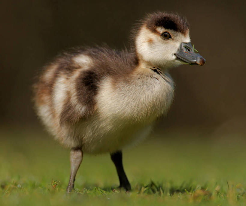 无人,站,横图,室外,特写,白天,正面,草地,草坪,美景,植物,鹅,鸟,阴影,朦胧,模糊,光线,鸟类,水鸟,影子,景观,注视,草,一只,绿色,阳光,自然,观察,看,站着,景色,观看,察看,关注,自然风光,站立,彩图,全身