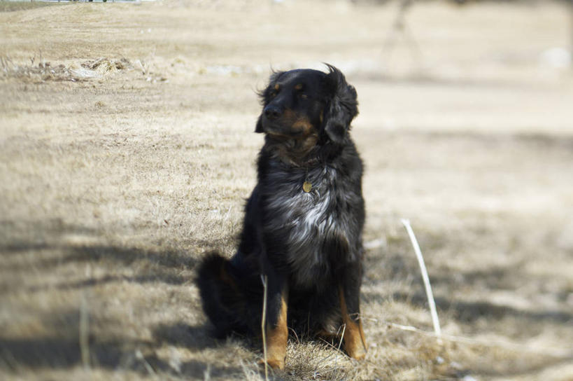 无人,站,坐,横图,俯视,室外,特写,白天,美景,植物,宠物,狗,阴影,枯萎,光线,影子,景观,土地,枯草,扭头,注视,草,一只,黄色,黑色,阳光,自然,动物,观察,看,站着,转头,景色,可爱,观看,察看,伯恩山犬,关注,自然风光,忠诚,伯尔尼兹山地犬,伯尼尔森嫩猎犬,伯尼塞牧牛犬,犬,站立,坐着,彩图,高角度拍摄,全身