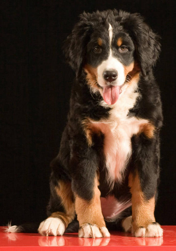 无人,坐,竖图,室内,白天,正面,宠物,狗,黑色背景,斑点,褐色,地面,注视,吐舌头,一只,红色,白色,黑色,动物,观察,看,可爱,摄影,影棚,观看,察看,伯恩山犬,关注,忠诚,伯尔尼兹山地犬,伯尼尔森嫩猎犬,伯尼塞牧牛犬,舌头,犬,坐着,彩图,全身,影棚拍摄,拍摄