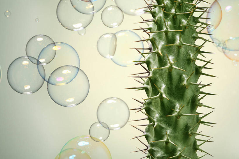 无人,横图,室内,特写,白天,正面,植物,仙人掌,许多,火焰,草药,很多,中药,泡泡,摄影,影棚,药材,中草药,中药材,本草,牛舌头,玉芙蓉,仙巴掌,火掌,霸王树,彩图,影棚拍摄,拍摄