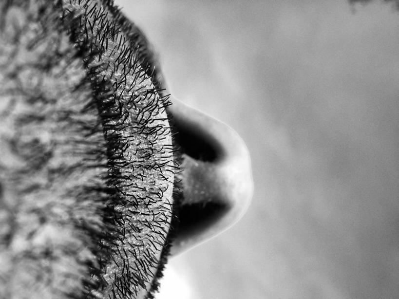 西方人,下巴,胡须,一个人,横图,黑白,室内,特写,白天,正面,欧洲,欧洲人,仅一个男性,仅一个人,阴影,光线,影子,仅一个年轻男性,皮肤,男人,男性,年轻男性,白种人,胡子,络腮胡,半身