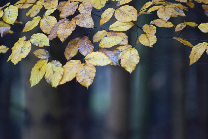 无人,横图,室外,特写,白天,正面,美景,秋季,植物,叶子,奥地利,欧洲,朦胧,模糊,景观,枯叶,落叶,枝条,树,树木,树枝,绿色,自然,景色,生长,成长,自然风光,中欧,山毛榉,奥地利共和国,麻栎金刚,山毛榉树,虬枝,枝杈,布尔根兰,布尔根兰州,叶,叶片,秋,秋天,彩图,居辛县,劳赫瓦特