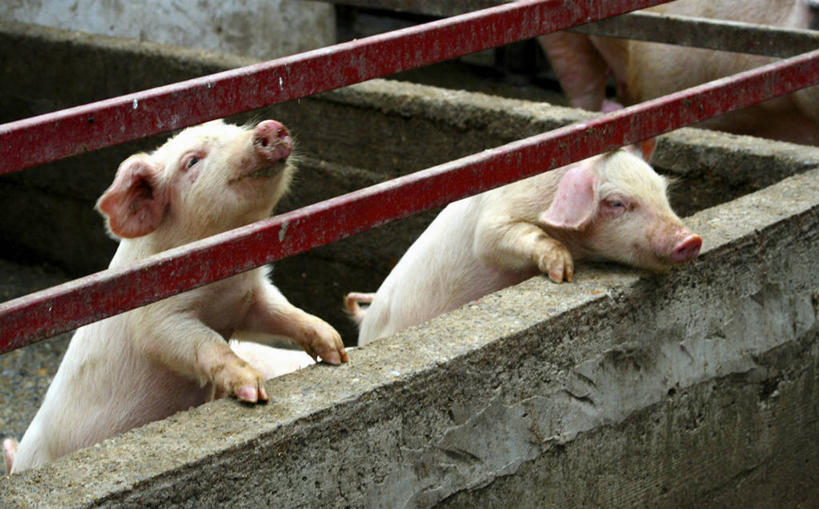 无人,农场,栏杆,站,横图,俯视,室外,白天,畜牧业,牧场,猪,两头,围栏,注视,护栏,动物,观察,看,站着,家畜,牲畜,观看,察看,关注,畜牧,牧业,抬头,仰头,站立,彩图,高角度拍摄