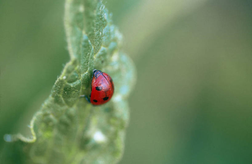 无人,横图,室外,特写,白天,正面,美景,植物,瓢虫,叶子,阴影,朦胧,模糊,光线,昆虫,纹理,影子,斑点,景观,绿叶,停留,一只,红色,绿色,阳光,自然,动物,嫩叶,景色,停止,自然风光,益虫,肌理,逗留,停顿,叶,叶片,叶脉,七星瓢虫,花大姐,彩图,全身