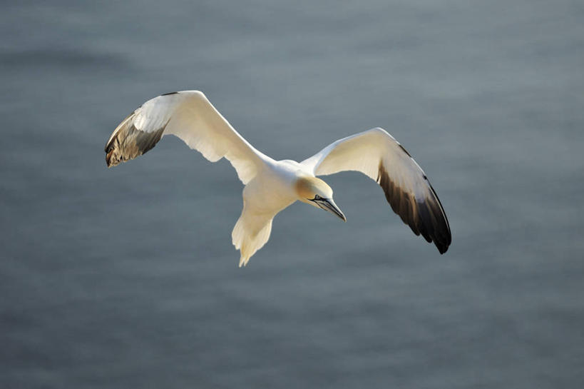 无人,横图,室外,白天,正面,河流,美景,水,海鸟,鸟,飞翔,伸展,张开,展翅,阴影,朦胧,模糊,飞行,光线,翅膀,鸟类,影子,河水,景观,水流,翱翔,飞,一只,白色,阳光,自然,景色,自然风光,张开翅膀,展开翅膀,鲣鸟,结巴鸟,北方鲣鸟,憨鲣鸟,彩图,全身