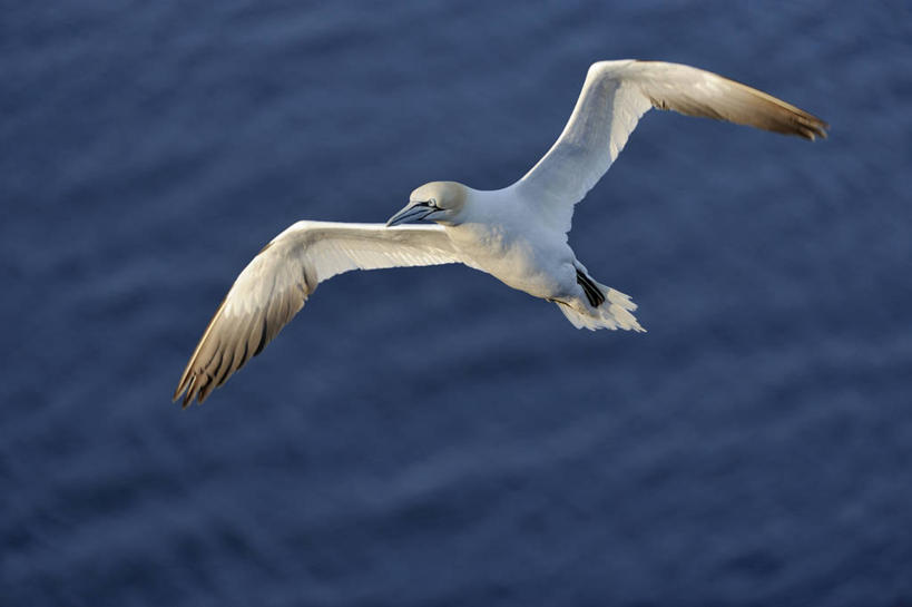 无人,横图,室外,白天,正面,河流,美景,水,海鸟,鸟,飞翔,伸展,张开,展翅,阴影,朦胧,模糊,飞行,光线,翅膀,鸟类,影子,河水,景观,水流,翱翔,飞,一只,白色,阳光,自然,景色,自然风光,张开翅膀,展开翅膀,鲣鸟,结巴鸟,北方鲣鸟,憨鲣鸟,彩图,全身
