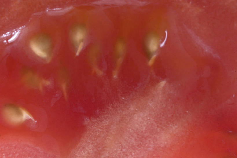 无人,横图,室内,特写,白天,正面,蔬菜,西红柿,切开,阴影,新鲜,反射,影子,食品,半个,食物,红色,切,一半,有机食品,绿色食品,剖面,切面,洋柿子,柑仔蜜,番茄,臭柿,彩图,六月柿,喜报三元