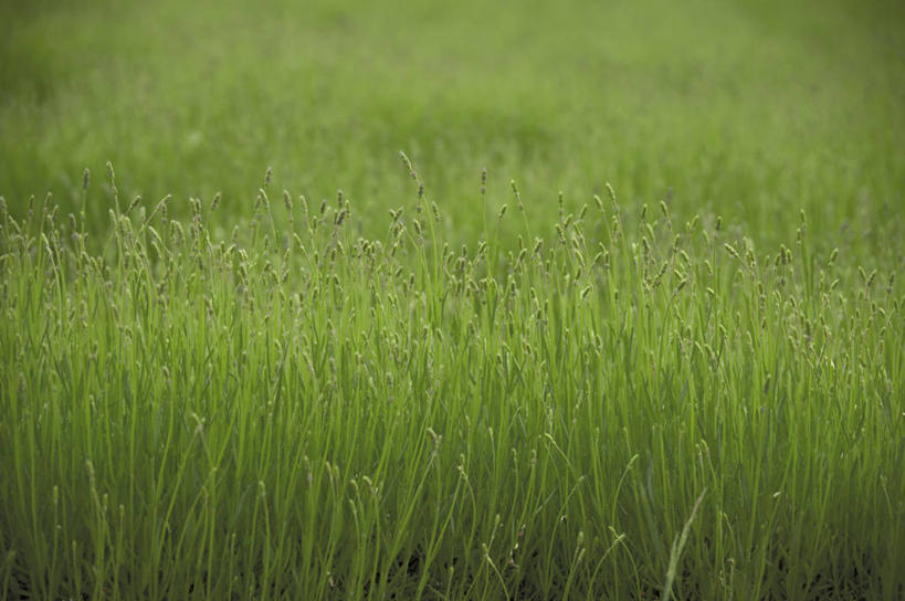无人,横图,室外,白天,正面,爱情,旅游,度假,花海,花圃,美景,植物,叶子,北海道,日本,亚洲,盛开,景观,浪漫,花蕾,娱乐,花,花瓣,花朵,花卉,鲜花,绿色,自然,香草,花丛,花束,花田,花苞,花蕊,薰衣草,享受,休闲,景色,放松,自然风光,呼吸,东亚,日本国,北海道地方,北海道岛,富良野,灵香草,黄香草,奇迹,道北,富良野市,彩图,上川支厅