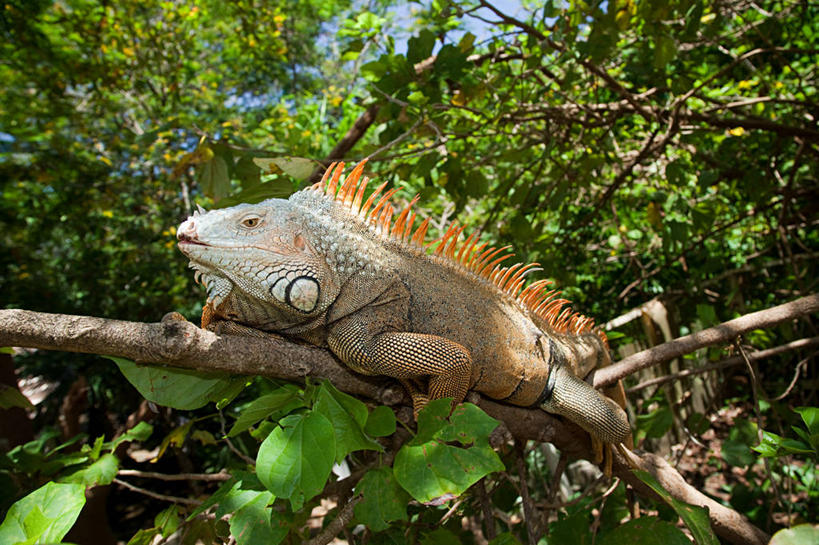 无人,横图,室外,白天,仰视,旅游,度假,美景,植物,野生动物,蜥蜴,洪都拉斯,阴影,光线,鬣蜥,影子,景观,枝条,注视,娱乐,树,树木,树枝,一只,爬行,蓝色,绿色,蓝天,天空,阳光,自然,动物,天,观察,看,享受,休闲,爬,景色,放松,生长,晴朗,成长,观看,察看,北美,北美洲,关注,自然风光,美洲,匍匐,石龙子,万里无云,泉龙,猪婆蛇,四脚蛇,北亚美利加洲,亚美利加洲,蜴,洪都拉斯共和国,虬枝,枝杈,罗阿坦岛,黑刺尾鬣蜥,黑鬣蜥,晴空,晴空万里,彩图,低角度拍摄,全身