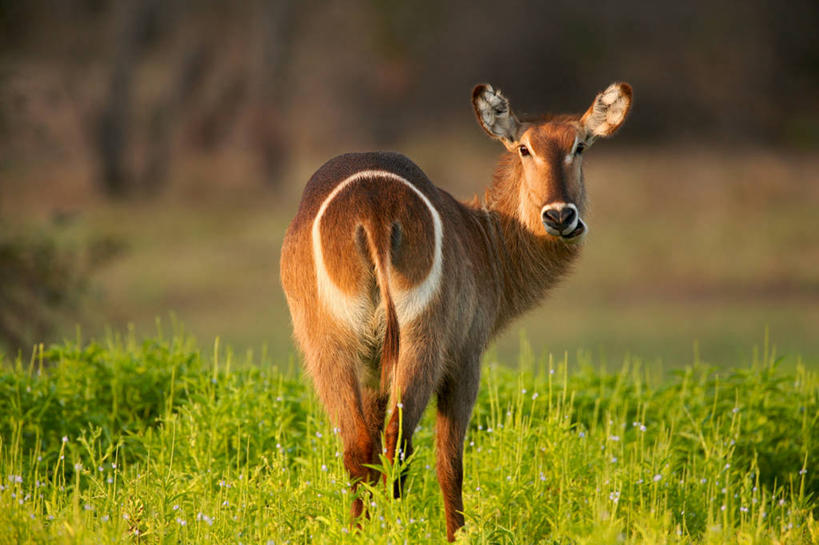 无人,站,横图,室外,白天,草地,草坪,美景,植物,野生动物,羊,非洲,坦桑尼亚,阴影,朦胧,模糊,光线,羚羊,影子,景观,扭头,注视,草,一只,背面,绿色,阳光,自然,动物,观察,看,站着,转头,景色,可爱,活泼,观看,察看,关注,自然风光,水羚,东非,坦桑尼亚联合共和国,站立,半身,彩图