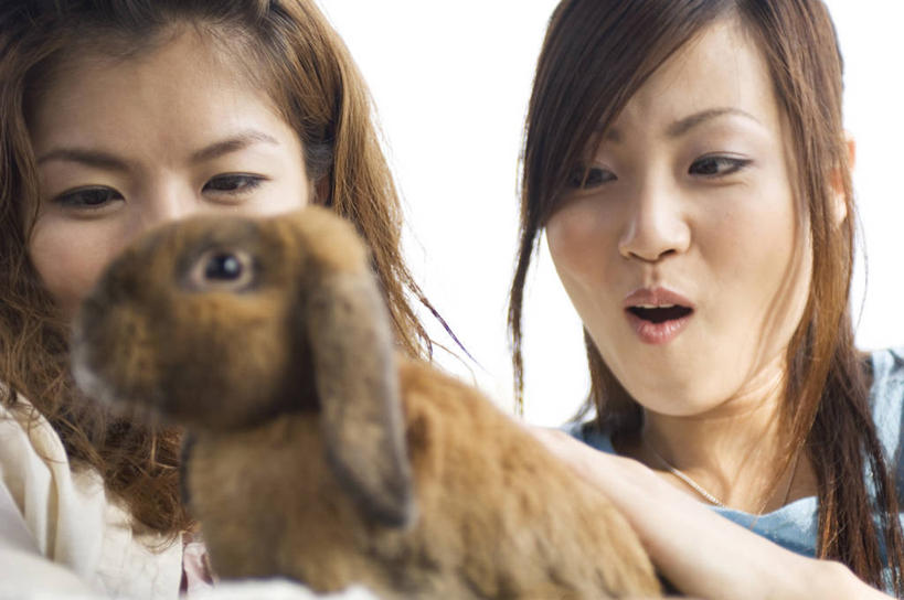 东方人,两个人,伙伴,朋友,站,笑,摸,微笑,露齿笑,横图,室外,白天,正面,友谊,哺乳动物,亚洲,抚摸,服装,兔子,注视,休闲装,黄种人,一只,衣服,动物,观察,看,站着,休闲,休闲服,服饰,观看,兔,察看,关注,垂耳兔,友情,年轻女性,女人,女性,亚洲人,触摸,接触,站立,半身,彩图