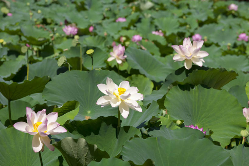 无人,横图,室外,白天,正面,美景,睡莲,叶子,阴影,盛开,光线,影子,景观,荷叶,花蕾,花,花瓣,花朵,鲜花,粉色,阳光,自然,花苞,花蕊,景色,自然风光,纯真,妖艳,莲叶,水芹花,抒情,洁净,水洋花,小莲花,子午莲,叶,叶片,彩图