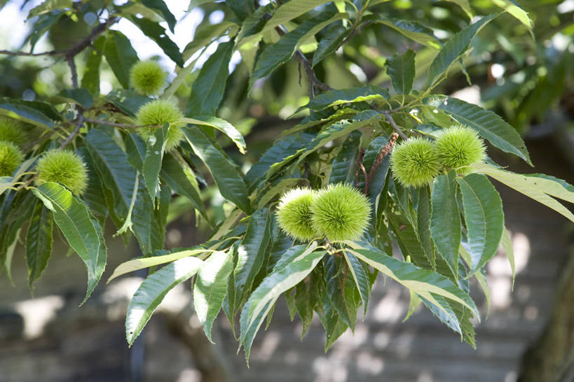 无人,横图,室外,特写,白天,正面,美景,植物,叶子,阴影,朦胧,模糊,光线,影子,景观,板栗,栗子,坚果,绿叶,毛栗子,板栗树,枝条,树,树木,树枝,绿色,阳光,自然,嫩叶,景色,生长,成长,自然风光,毛栗,栗果,栗楔,虬枝,枝杈,叶,叶片,彩图,栗子树