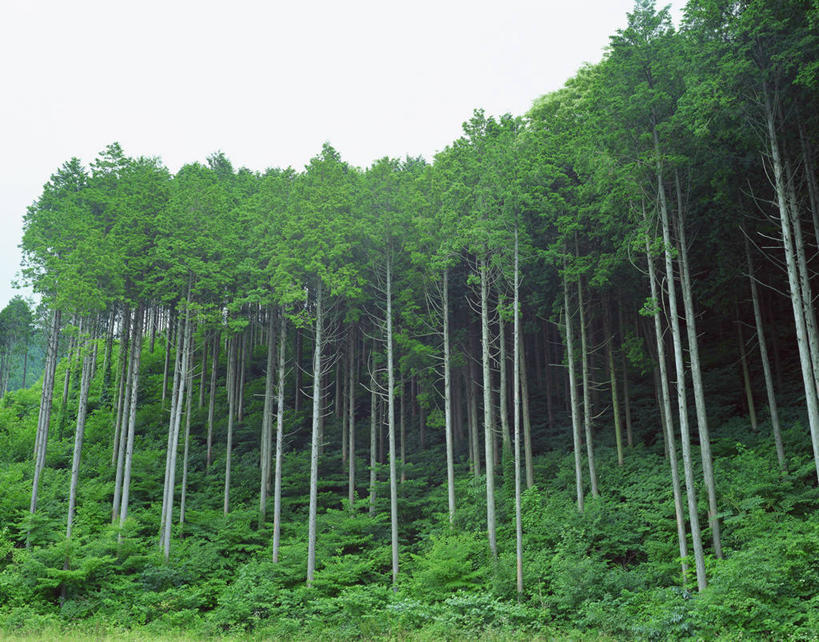 无人,横图,室外,白天,仰视,旅游,度假,美景,森林,树林,植物,柏树,叶子,景观,绿叶,娱乐,树,树木,绿色,天空,自然,天,享受,休闲,嫩叶,景色,放松,生长,成长,自然风光,高尚,长寿,不朽,正气,叶,叶片,彩图,低角度拍摄