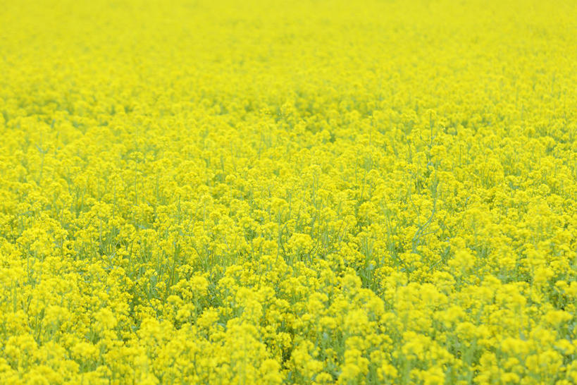 无人,农田,横图,俯视,室外,白天,旅游,度假,庄稼,农作物,花海,花圃,美景,植物,叶子,长野县,日本,亚洲,盛开,景观,花蕾,娱乐,花,花瓣,花朵,花卉,鲜花,黄色,绿色,自然,花丛,花束,花田,花苞,花蕊,油菜花,享受,休闲,景色,放松,自然风光,东亚,本州,本州岛,日本国,中部地方,长野,彩图,高角度拍摄,耕地,庄稼田,油菜花田,饭山市,芸苔,芸薹