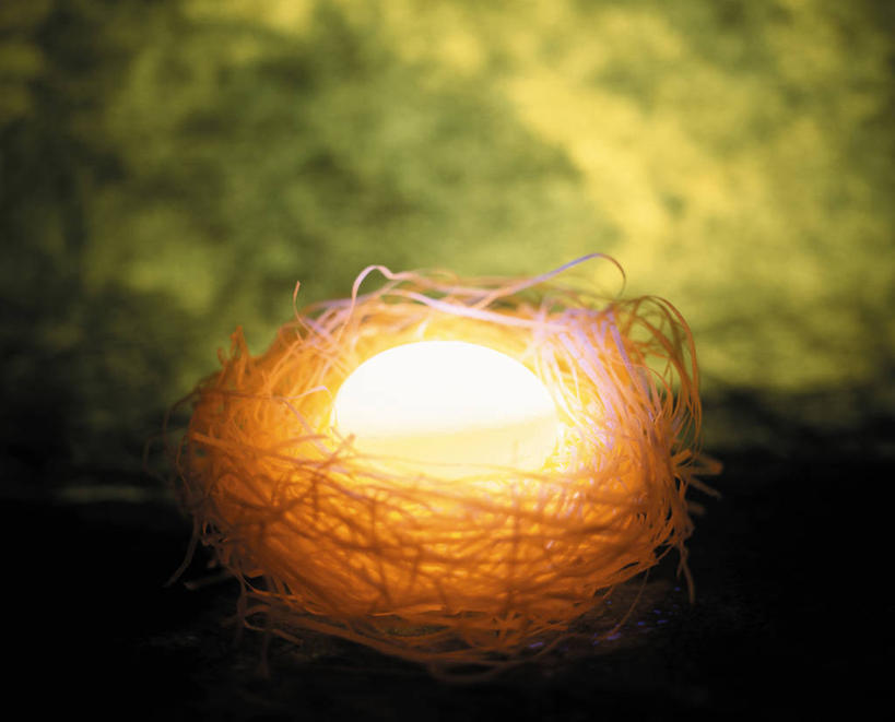 无人,横图,室外,特写,白天,正面,阴影,朦胧,模糊,环绕,缠绕,光线,鸟巢,鸟窝,影子,灯光,枝条,树枝,纠缠,虬枝,枝杈,彩图