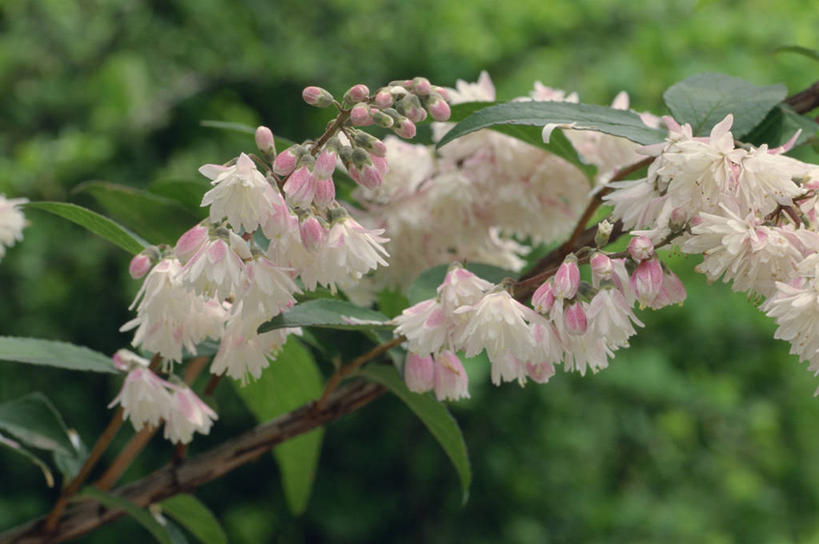 无人,横图,室外,特写,白天,正面,骄傲,美景,八仙花,叶子,朦胧,模糊,盛开,景观,绿叶,花蕾,花,花瓣,花朵,鲜花,粉色,自然,花苞,花蕊,绣球花,嫩叶,景色,紫阳花,洋绣球,自然风光,草绣球,斗球,七变化,粉团花,善变,叶,叶片,彩图,日本绣球,齿叶溲疏