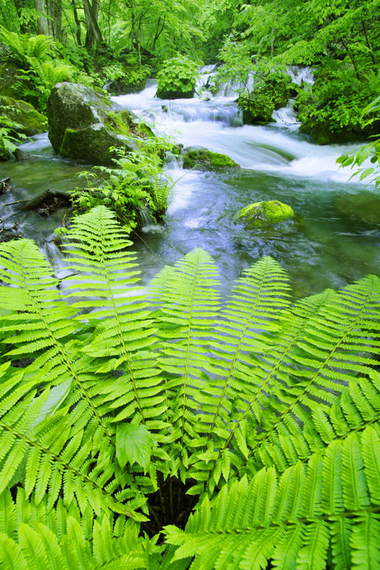无人,竖图,俯视,室外,白天,旅游,度假,河流,石头,美景,森林,树林,水,植物,日本,亚洲,阴影,光线,石子,影子,河水,景观,水流,娱乐,树,树木,绿色,小溪,阳光,自然,溪水,享受,休闲,景色,放松,生长,成长,蕨类,蕨类植物,自然风光,东亚,本州,本州岛,日本国,青森,青森县,东北地方,奥入濑溪谷,十和田市,十和田,石块,岩石,彩图,高角度拍摄