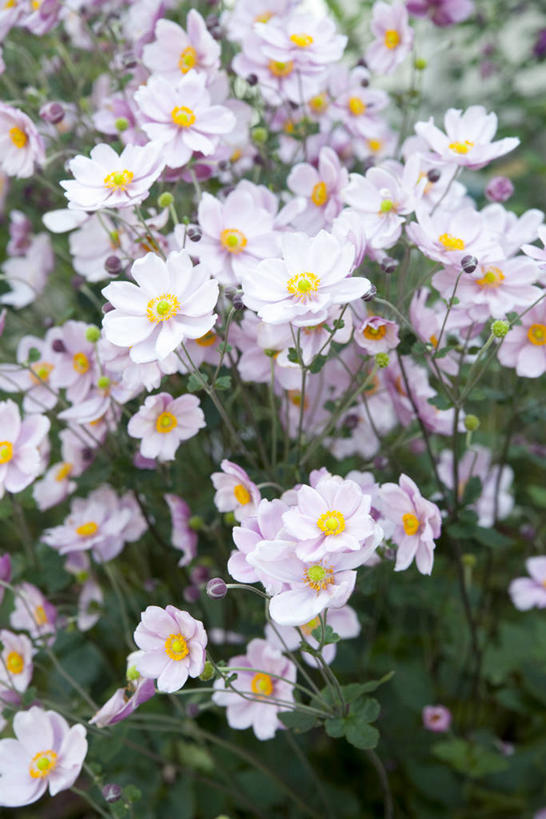 无人,竖图,俯视,室外,特写,白天,花海,花圃,美景,植物,叶子,朦胧,模糊,盛开,景观,绿叶,花蕾,花,花瓣,花朵,花卉,鲜花,绿色,自然,花丛,花束,花田,花苞,花蕊,嫩叶,景色,期待,生命,自然风光,秋牡丹,叶,叶片,彩图,高角度拍摄