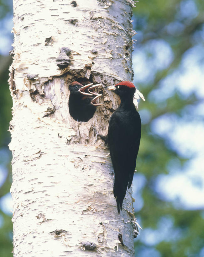 无人,站,竖图,室外,白天,仰视,美景,森林,树林,植物,鸟,啄木鸟,阴影,朦胧,模糊,光线,鸟类,影子,景观,树桩,注视,树,树干,树木,一只,绿色,阳光,自然,观察,看,站着,木桩,景色,生长,成长,观看,察看,关注,自然风光,黑啄木鸟,森林医生,站立,彩图,低角度拍摄,全身,益鸟