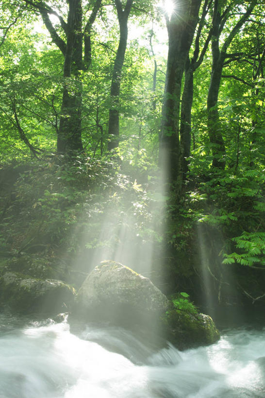 无人,竖图,室外,白天,正面,旅游,度假,河流,石头,美景,树林,水,植物,日本,亚洲,阴影,朦胧,梦幻,模糊,发光,光束,光线,石子,影子,河水,景观,水流,光亮,娱乐,树,树木,绿色,阳光,自然,享受,休闲,景色,放松,生长,成长,未来,发亮,自然风光,东亚,憧憬,本州,本州岛,日本国,东北地方,山形,山形县,石块,岩石,彩图,东田川郡,庄内町