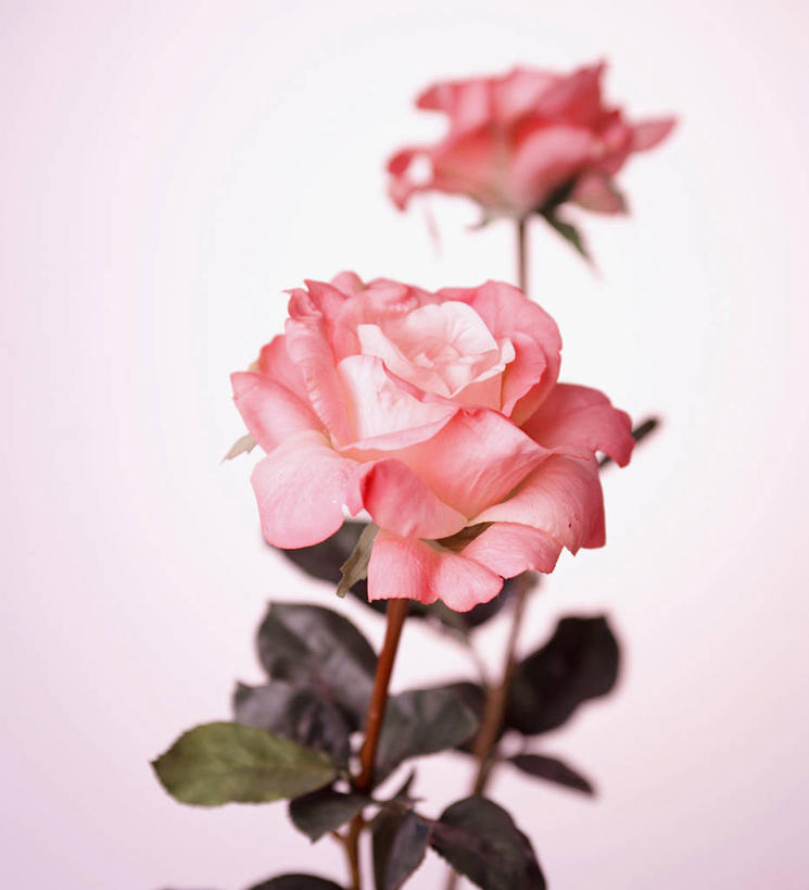 无人,竖图,室内,特写,白天,正面,爱情,幸福,纯洁,热情,玫瑰,阴影,粉色背景,朦胧,模糊,反射,影子,玫瑰花,浪漫,两朵,粉色,温暖,温馨,恩爱,摄影,影棚,和睦,感动,粉玫瑰,尊敬,天真,刺玫花,徘徊花,彩图,影棚拍摄,拍摄,融洽