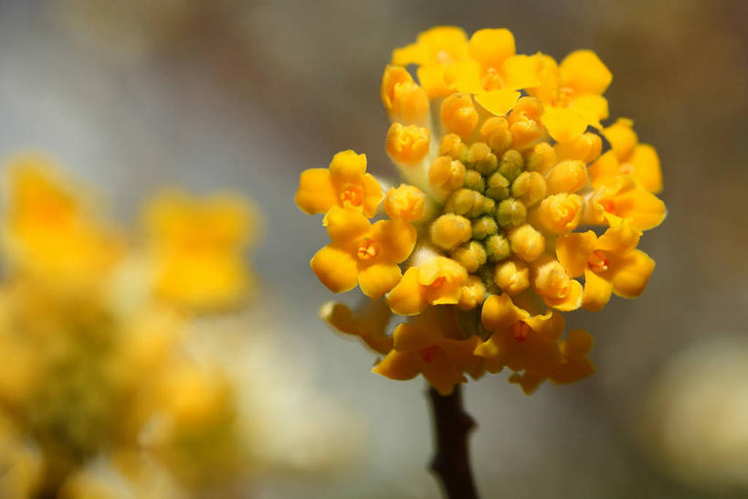 无人,横图,室外,特写,白天,正面,美景,阴影,朦胧,模糊,盛开,光线,影子,景观,花蕾,花,花瓣,花朵,鲜花,黄色,阳光,自然,花苞,花蕊,景色,自然风光,打结花,结香花,金腰袋,梦冬花,幸运,彩图