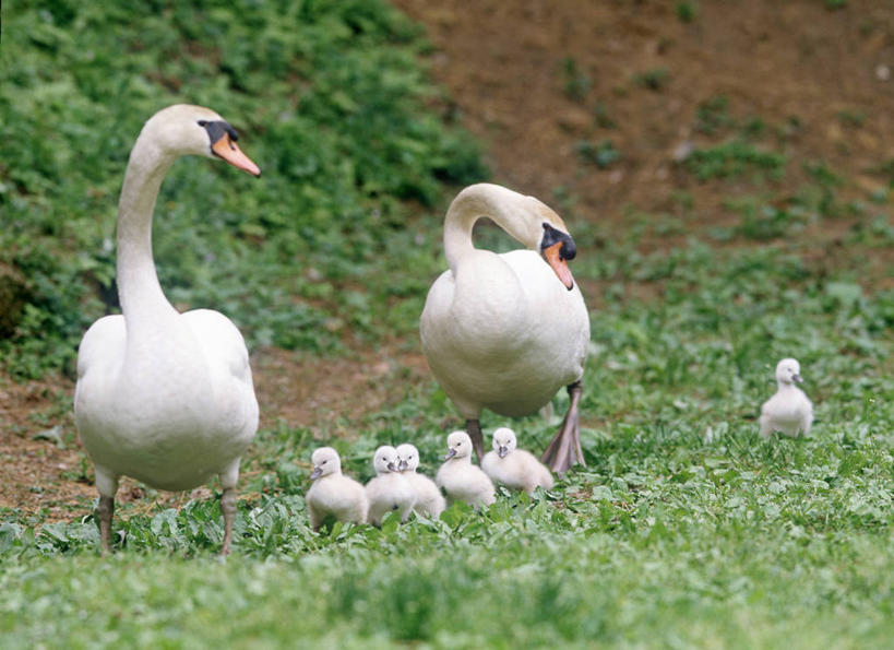 无人,走,横图,室外,白天,正面,旅游,度假,草地,草坪,美景,植物,鸟,野生动物,天鹅,日本,亚洲,一群,许多,朦胧,模糊,鸟类,景观,很多,注视,娱乐,草,绿色,自然,动物,观察,看,享受,休闲,景色,放松,可爱,观看,察看,关注,自然风光,东亚,本州,本州岛,日本国,青森,青森县,东北地方,弘前,弘前市,鹄,步行,散步,走路,彩图,全身