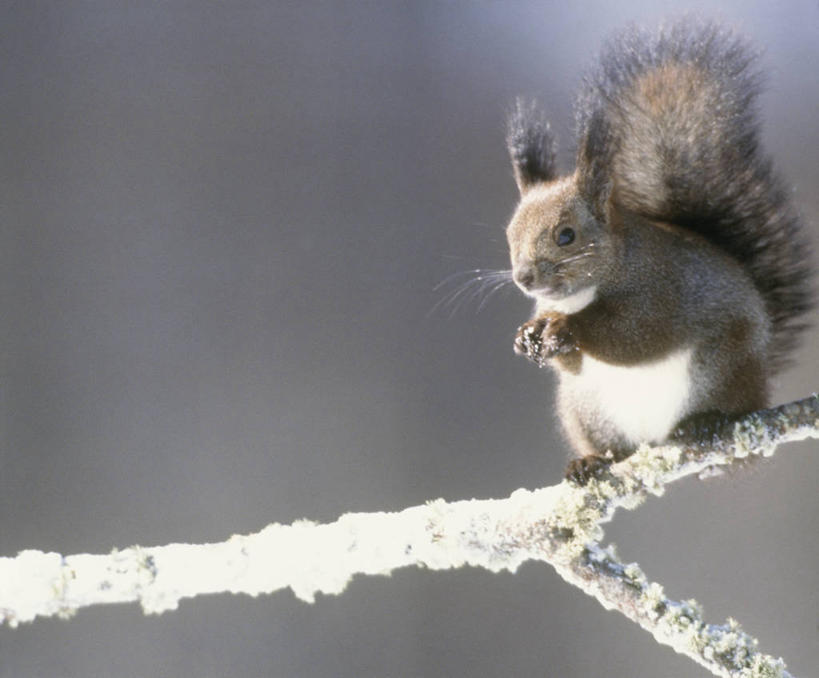 无人,站,吃,横图,室外,特写,白天,正面,美景,植物,野生动物,握,阴影,朦胧,模糊,光线,影子,景观,枝条,注视,树,树木,树枝,一只,绿色,阳光,自然,动物,松鼠,观察,看,站着,景色,可爱,握着,活泼,生长,成长,观看,察看,关注,自然风光,红松鼠,虬枝,枝杈,嚼,食,站立,彩图,全身