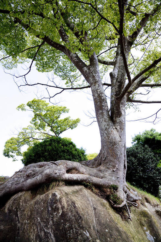 无人,竖图,室外,白天,仰视,旅游,度假,石头,美景,植物,日本,亚洲,石子,景观,娱乐,树,树木,绿色,天空,自然,天,享受,休闲,景色,放松,生长,成长,自然风光,东亚,本州,本州岛,日本国,宫城,宫城县,东北地方,石块,岩石,彩图,低角度拍摄