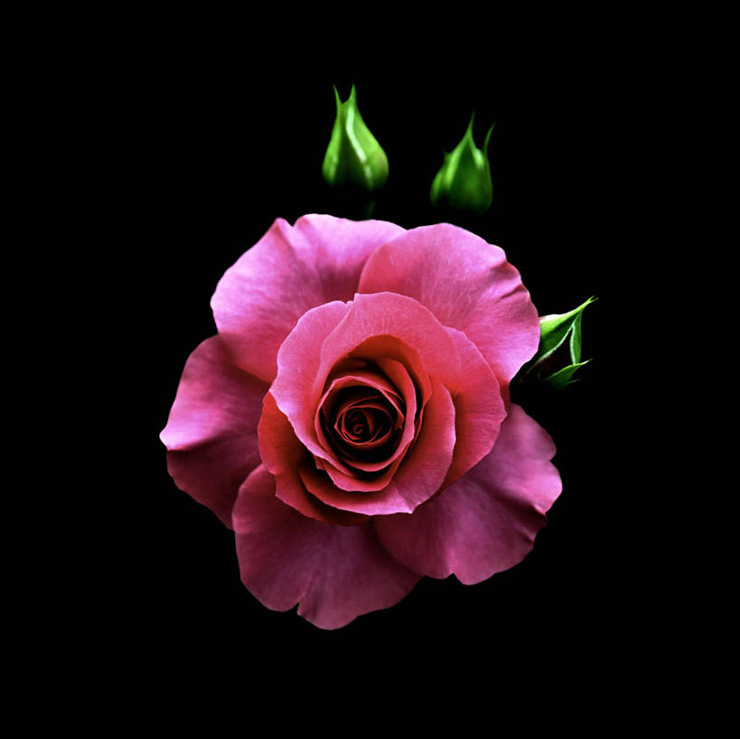 无人,横图,室内,特写,白天,正面,爱情,幸福,纯洁,热情,玫瑰,黑色背景,盛开,玫瑰花,浪漫,花蕾,花,花瓣,花朵,鲜花,一朵,粉色,花苞,花蕊,温暖,温馨,恩爱,摄影,影棚,和睦,感动,粉玫瑰,尊敬,天真,刺玫花,徘徊花,彩图,影棚拍摄,拍摄,融洽