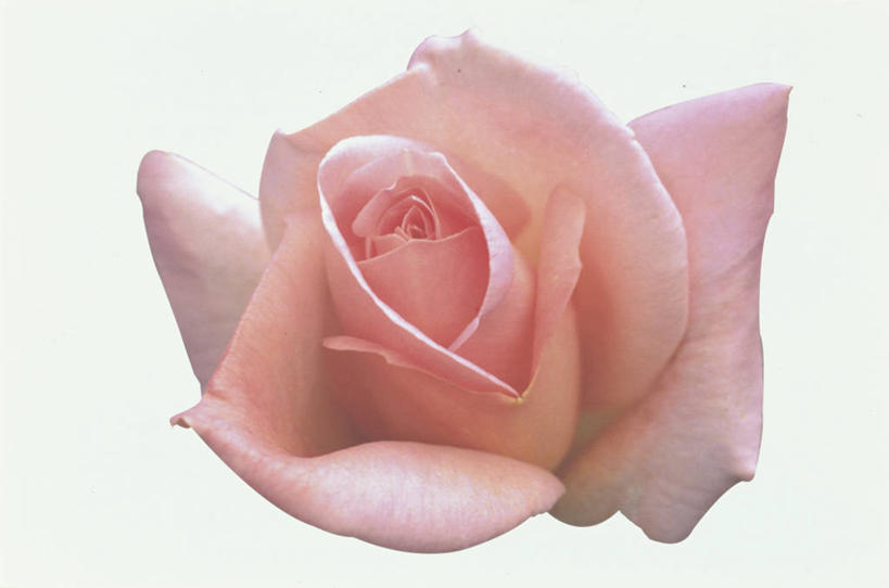 无人,横图,室内,特写,白天,白色背景,正面,爱情,幸福,纯洁,热情,玫瑰,盛开,玫瑰花,浪漫,花蕾,花,花瓣,花朵,鲜花,一朵,粉色,花苞,花蕊,温暖,温馨,恩爱,摄影,影棚,和睦,感动,粉玫瑰,尊敬,天真,刺玫花,徘徊花,彩图,影棚拍摄,拍摄,融洽