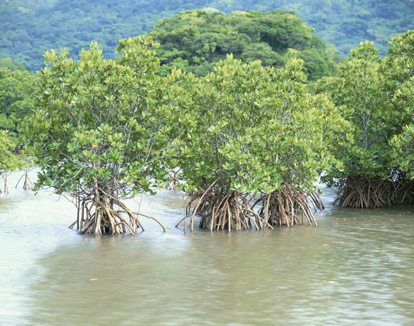 无人,横图,室外,白天,正面,旅游,度假,河流,美景,树林,水,植物,日本,亚洲,波纹,河水,景观,水流,红树,涟漪,娱乐,冲绳,树,树木,绿色,倒影,水纹,自然,波浪,享受,休闲,景色,放松,生长,成长,冲绳县,倒映,自然风光,东亚,石垣岛,日本国,九州地方,水晕,八重山群岛,石垣市,反照,彩图,红树林