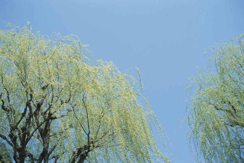 无人,横图,室外,白天,仰视,旅游,度假,美景,植物,柳树,日本,亚洲,阴影,光线,影子,景观,娱乐,垂柳,树,树木,蓝色,绿色,蓝天,天空,阳光,自然,天,享受,休闲,景色,放松,生长,晴朗,成长,自然风光,东亚,万里无云,日本国,倒挂柳,晴空,晴空万里,垂枝柳,彩图,低角度拍摄