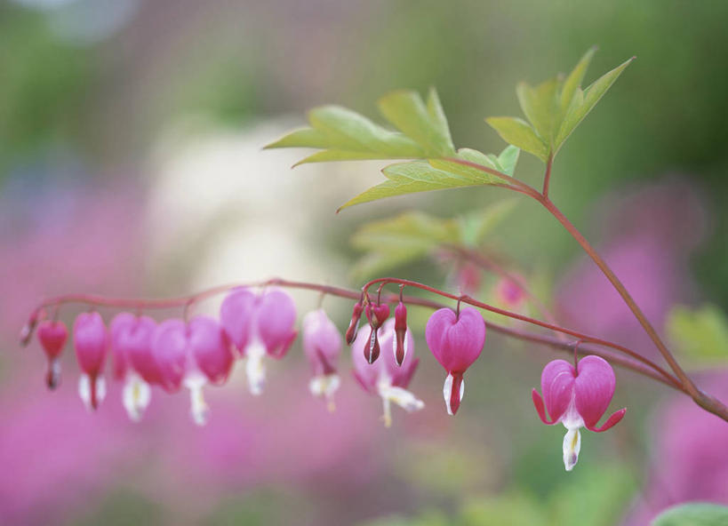 无人,横图,室外,特写,白天,正面,美景,叶子,朦胧,模糊,盛开,景观,绿叶,枝条,花蕾,花,花瓣,花朵,鲜花,树枝,粉色,自然,花苞,花蕊,嫩叶,景色,同意,接受,自然风光,荷包牡丹,铃儿草,兔儿牡丹,鱼儿牡丹,答应,虬枝,枝杈,叶,叶片,彩图