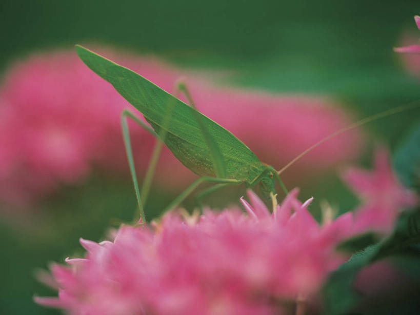 无人,横图,室外,特写,白天,侧面,美景,叶子,朦胧,模糊,盛开,昆虫,蚱蜢,景观,绿叶,花蕾,停留,花,花瓣,花朵,鲜花,一只,粉色,自然,动物,花苞,花蕊,嫩叶,景色,停止,自然风光,扁旦勾,害虫,逗留,停顿,叶,叶片,彩图,全身