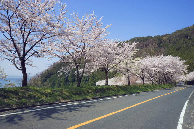 无人,横图,室外,白天,正面,旅游,度假,幸福,纯洁,草地,草坪,美景,山,山脉,树林,植物,道路,路,公路,樱花,日本,亚洲,阴影,盛开,光线,影子,景观,山峰,分界线,停车线,交通,山峦,花蕾,娱乐,草,花,花瓣,花朵,鲜花,树,树木,蓝色,绿色,蓝天,天空,阳光,自然,群山,天,花苞,花蕊,享受,休闲,景色,放松,生长,晴朗,成长,等待,车行道,车行道分界线,生命,自然风光,标线,东亚,车行线,本州,万里无云,本州岛,日本国,近畿地方,近畿,滋贺,滋贺县,仙樱花,福岛樱,青肤樱,高尚,热烈,长滨,长滨市,晴空,晴空万里,马路,荆桃,彩图