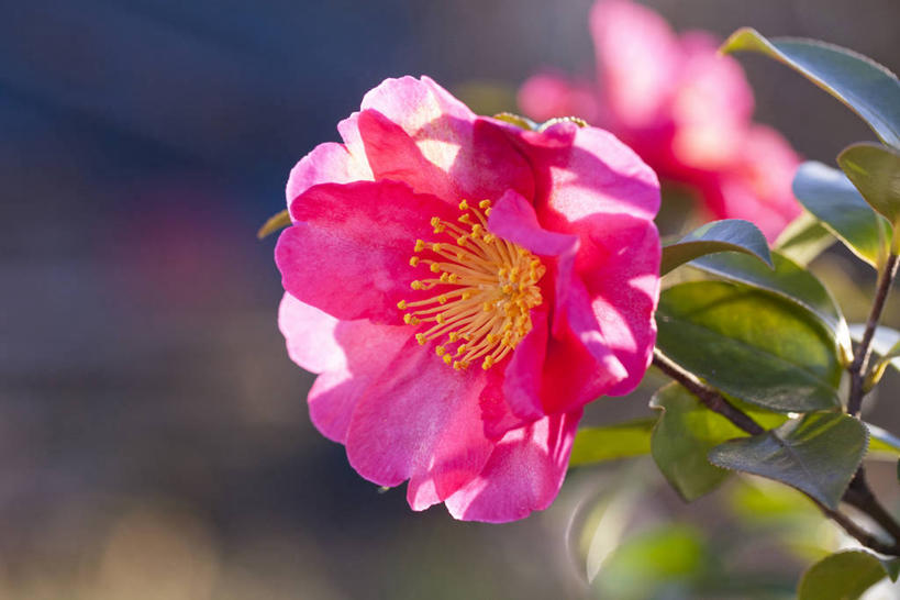 无人,横图,室外,特写,白天,正面,美景,植物,山茶花,叶子,阴影,朦胧,模糊,盛开,光线,纹理,影子,景观,绿叶,花蕾,花,花瓣,花朵,鲜花,两朵,粉色,绿色,阳光,自然,花苞,花蕊,嫩叶,景色,自然风光,肌理,玉茗花,耐冬,海石榴,茶梅,茶花,叶,叶片,叶脉,彩图