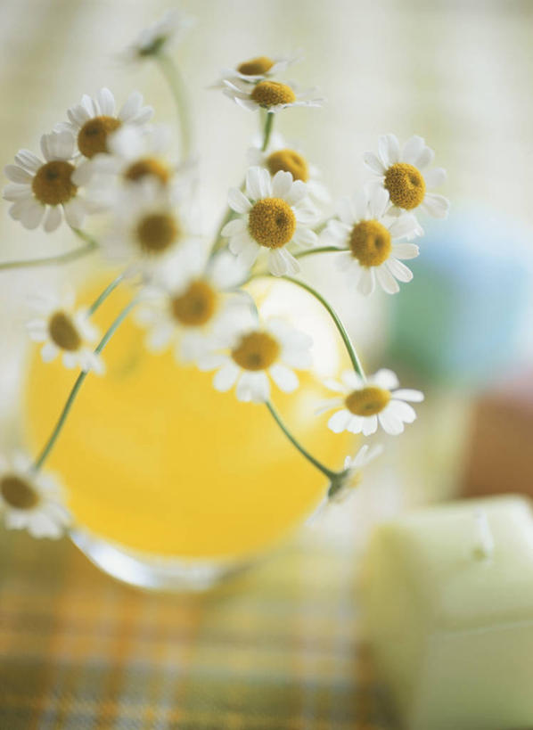 无人,竖图,俯视,室内,特写,白天,餐桌,桌面,桌子,花瓶,阴影,朦胧,模糊,盛开,反射,布料,影子,陶瓷,陶瓷制品,花蕾,布纹,桌布,花,花瓣,花朵,鲜花,餐巾,瓶子,台布,花苞,花蕊,甘菊,餐台,杭菊花,高尚,杭白菊,餐桌布,彩图,高角度拍摄