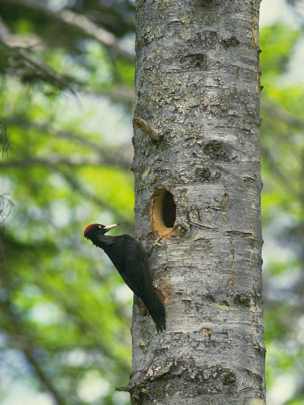 无人,竖图,室外,特写,白天,仰视,美景,植物,鸟,啄木鸟,阴影,朦胧,模糊,光线,鸟类,影子,景观,枝条,停留,树,树木,树枝,一只,绿色,阳光,自然,景色,生长,成长,停止,自然风光,逗留,停顿,虬枝,枝杈,黑啄木鸟,森林医生,彩图,低角度拍摄,全身,益鸟